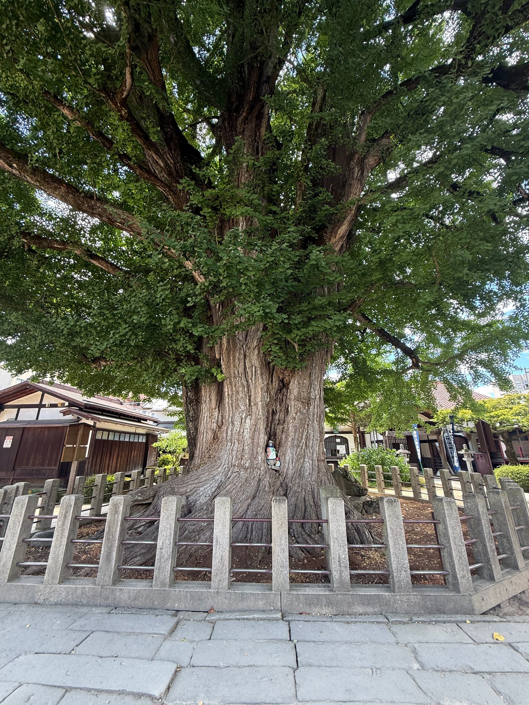 Ancient ginkgo tree at Hida Kokubun-ji Temple in Takayama, with a massive trunk, dense canopy and protective stone fence surrounding one of the temple's most famous landmarks.