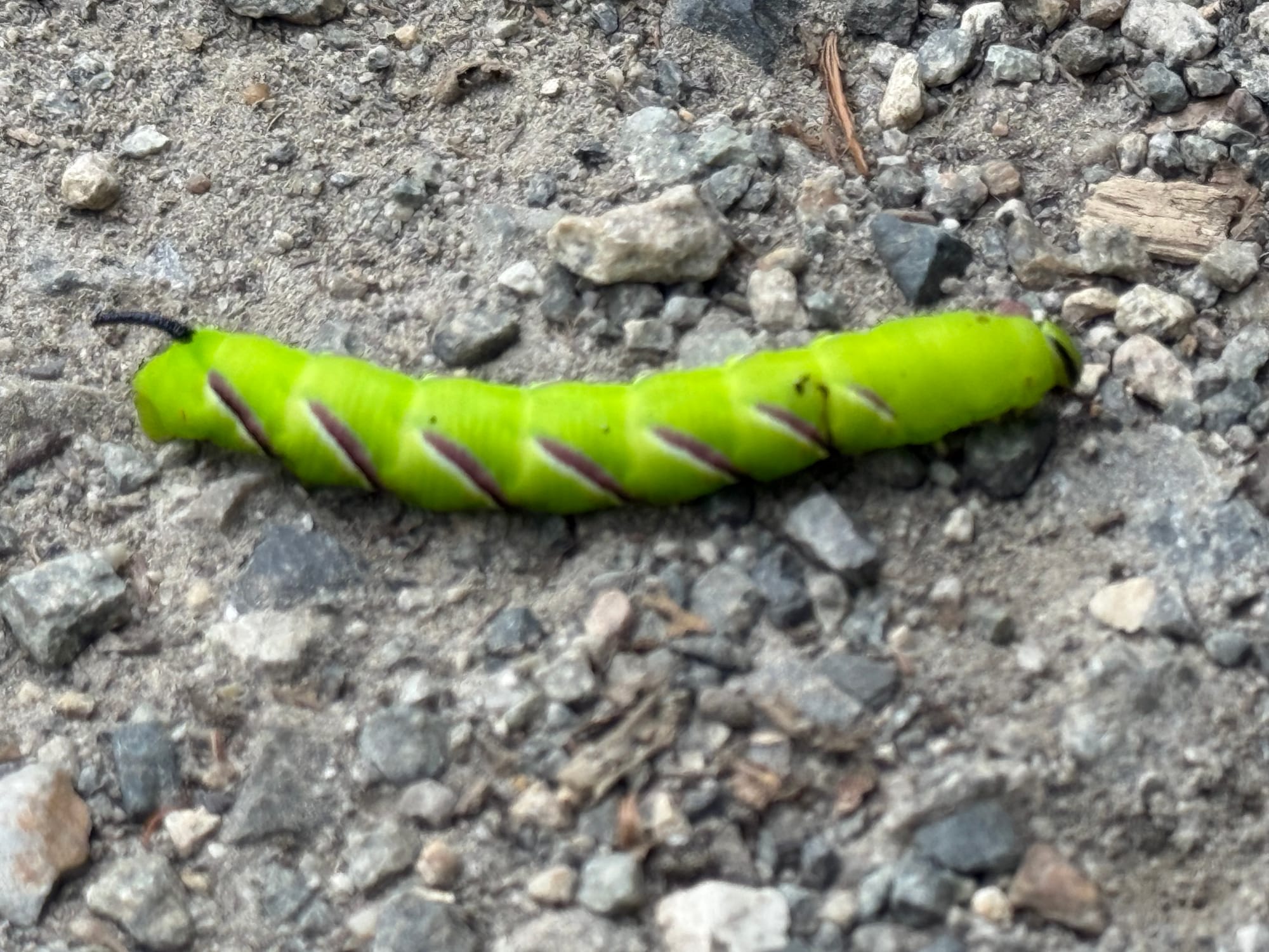 Bright green hawk moth caterpillar crossing a gravel path near Hirayu Great Falls, showing diagonal purple-and-white markings and a distinctive horn at its rear.