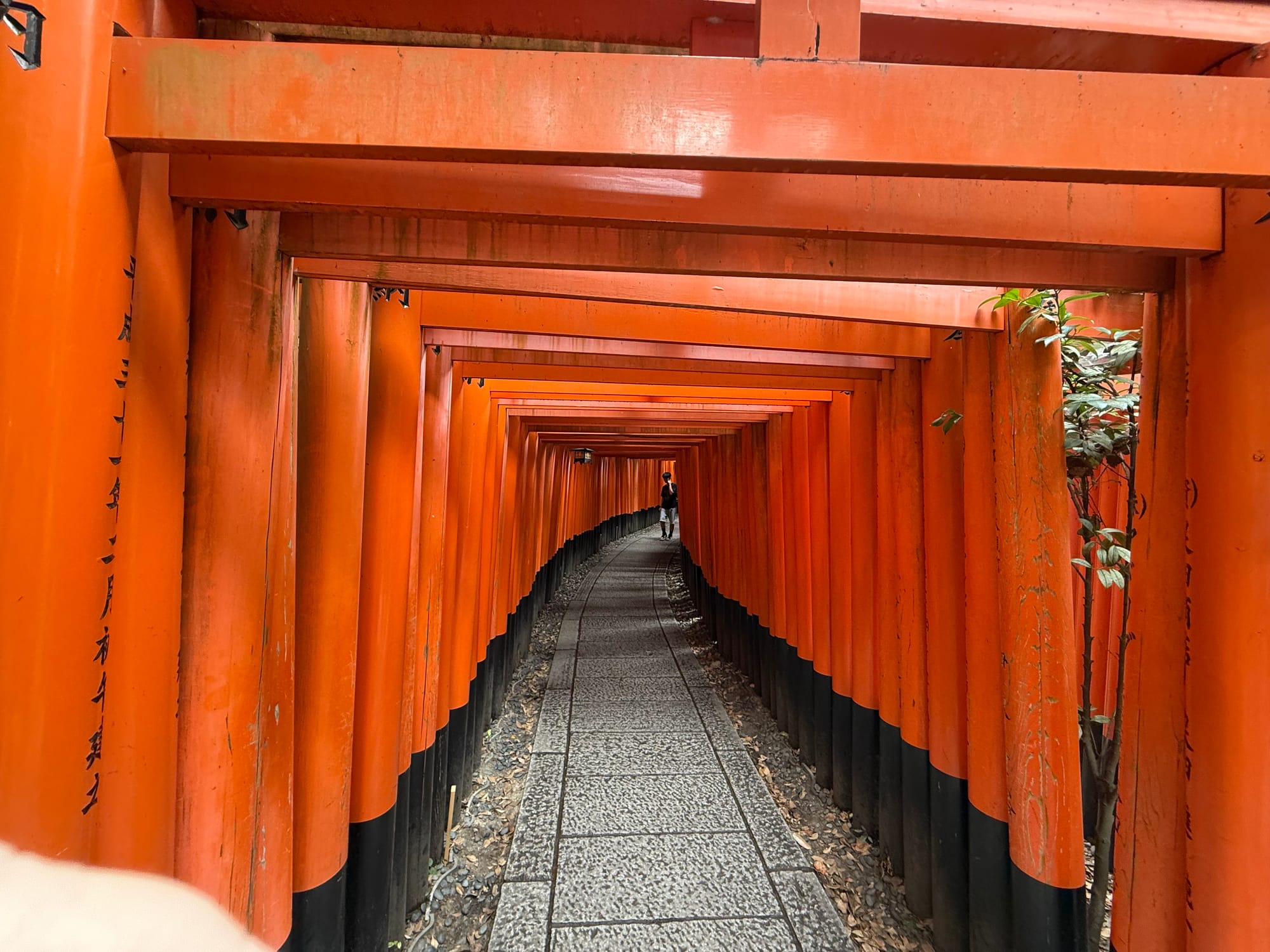 Vermilion torii gates lining a narrow pathway at Fushimi Inari Taisha, creating a tunnel-like corridor that winds through the forested slopes of Mount Inari.