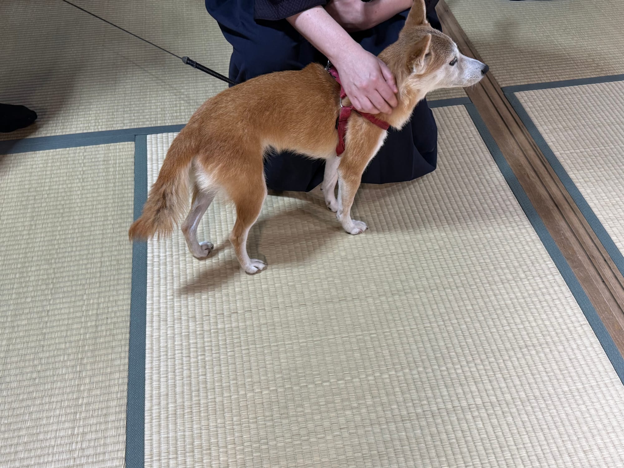 Shiba Inu standing on tatami mats in a traditional Japanese room in Kyoto, wearing a red harness while being held beside martial arts students during a cultural experience.