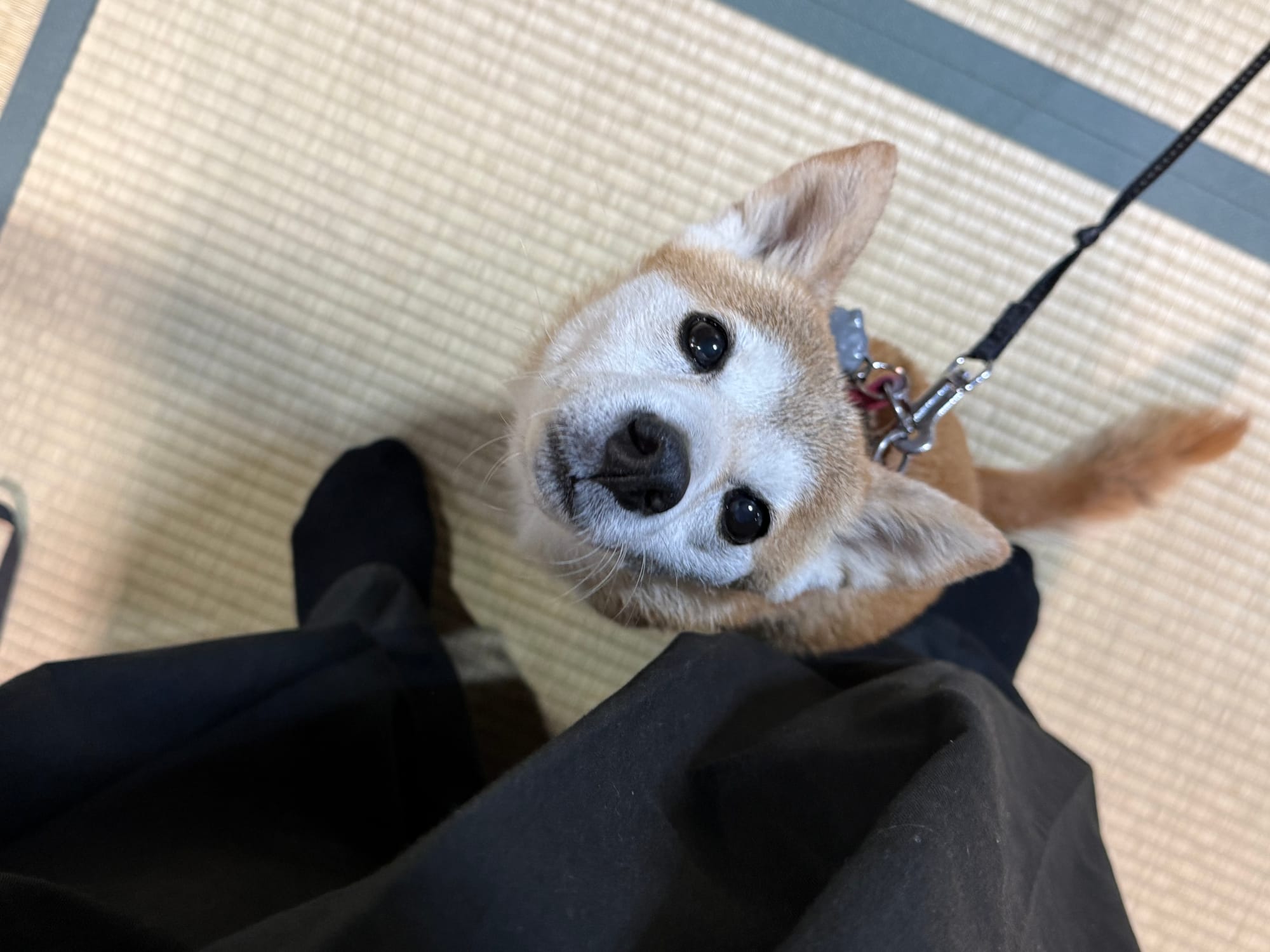 Shiba Inu looking up from a tatami floor in a traditional Japanese room in Kyoto, wearing a red harness and standing beside a visitor dressed in martial arts attire.