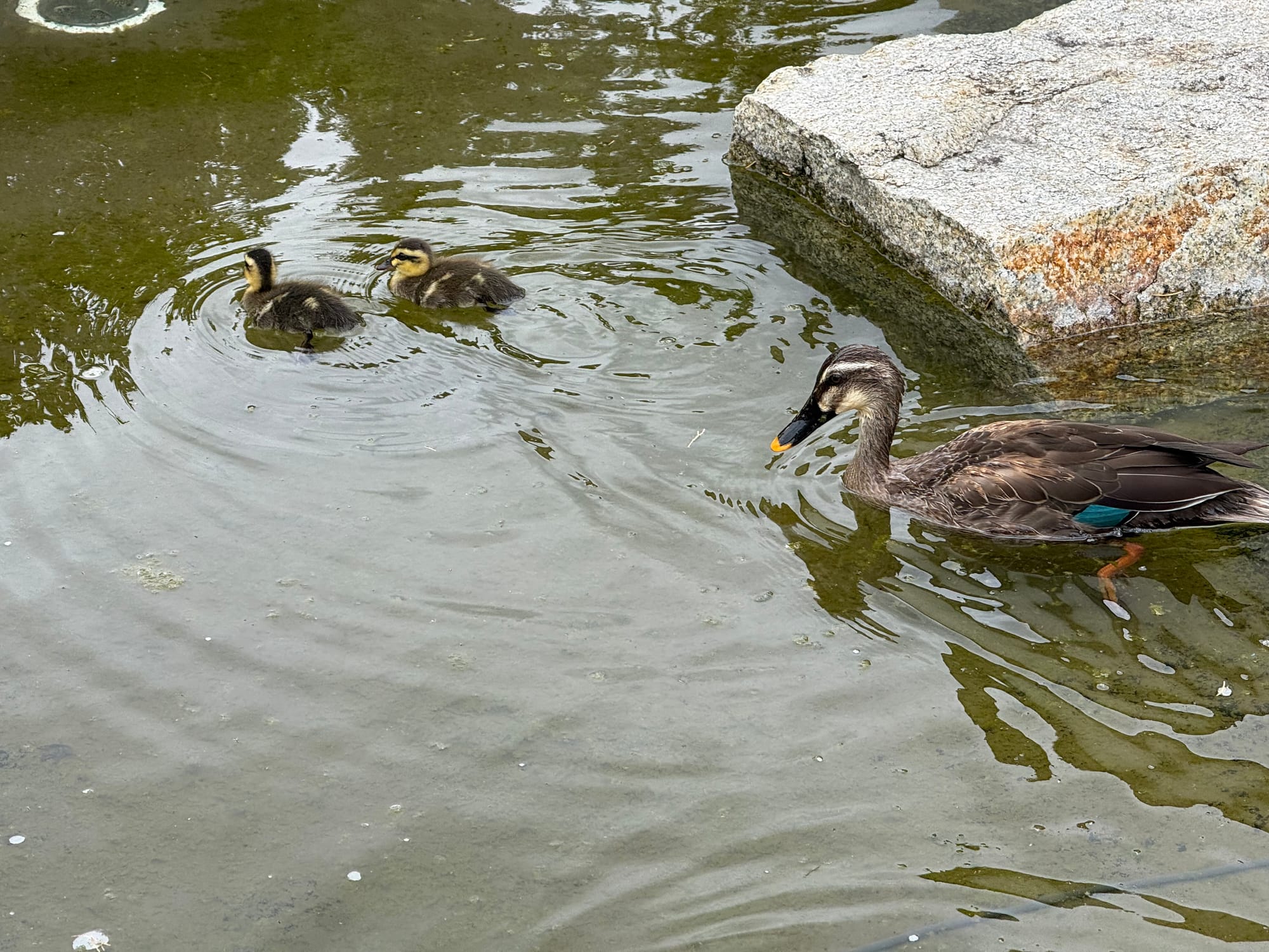 Adult duck swimming with two ducklings in a pond at Solaniwa Onsen Osaka Bay Tower, gliding beside rocks and rippling water within the rooftop garden.